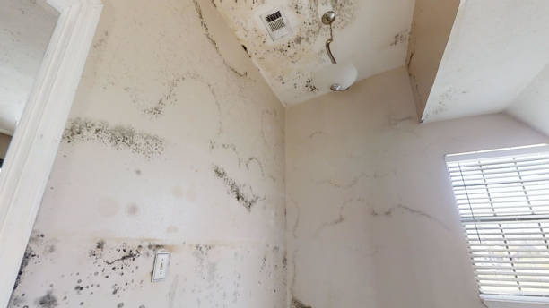 Best Emergency Mold Remediation  in Langhorne, PA