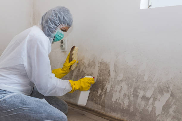 Best Black Mold Removal  in Langhorne, PA