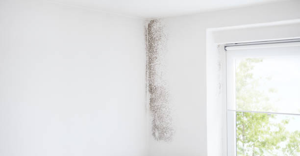 Best Attic Mold Removal  in Langhorne, PA