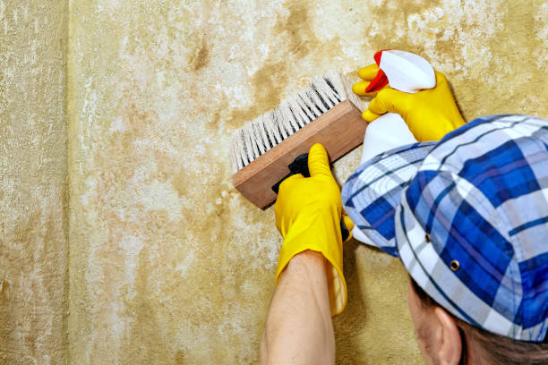 Best Basement Mold Removal  in Langhorne, PA