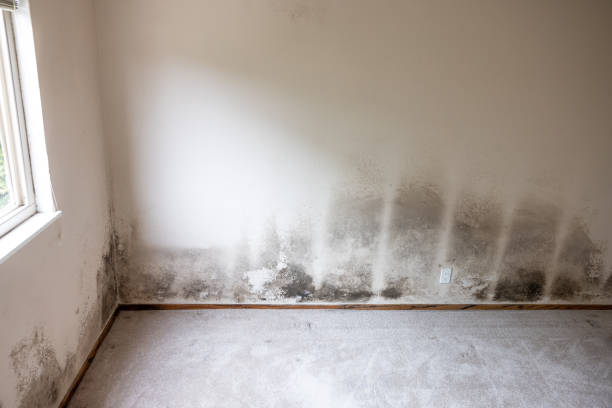 Professional Mold Inspection, Removal & Remediation in Langhorne, PA