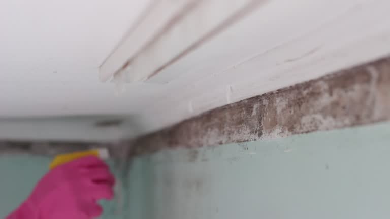 Best Basement Mold Removal  in Langhorne, PA